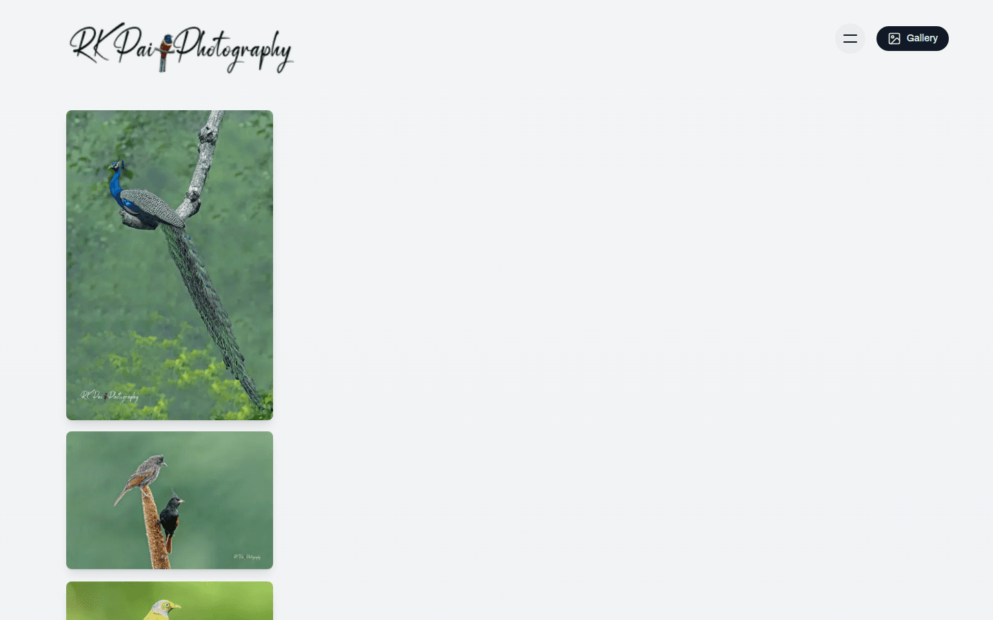 RK Pai Photography gallery showing a curated collection of bird photographs